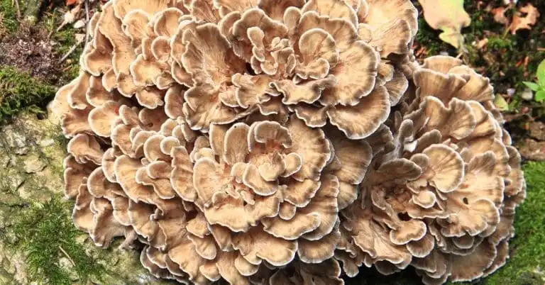 Why Maitake Mushroom Extract Powder Is a Powerful Antioxidant?